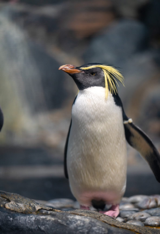 Underwater World Langkawi: Dive into an Oceanic Adventure Penguin