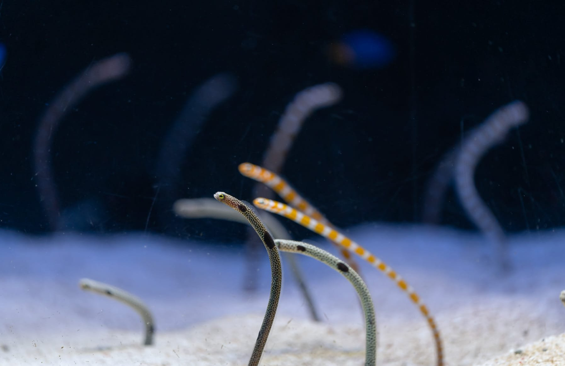 Underwater World Langkawi: Dive into an Oceanic Adventure Garden Eel