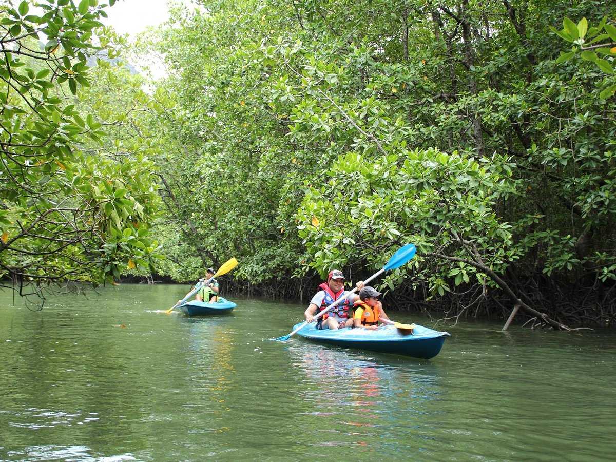 Tourists kayak through the waterways at Mangrove Kayaking tour Langkawi